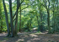 epping forrest