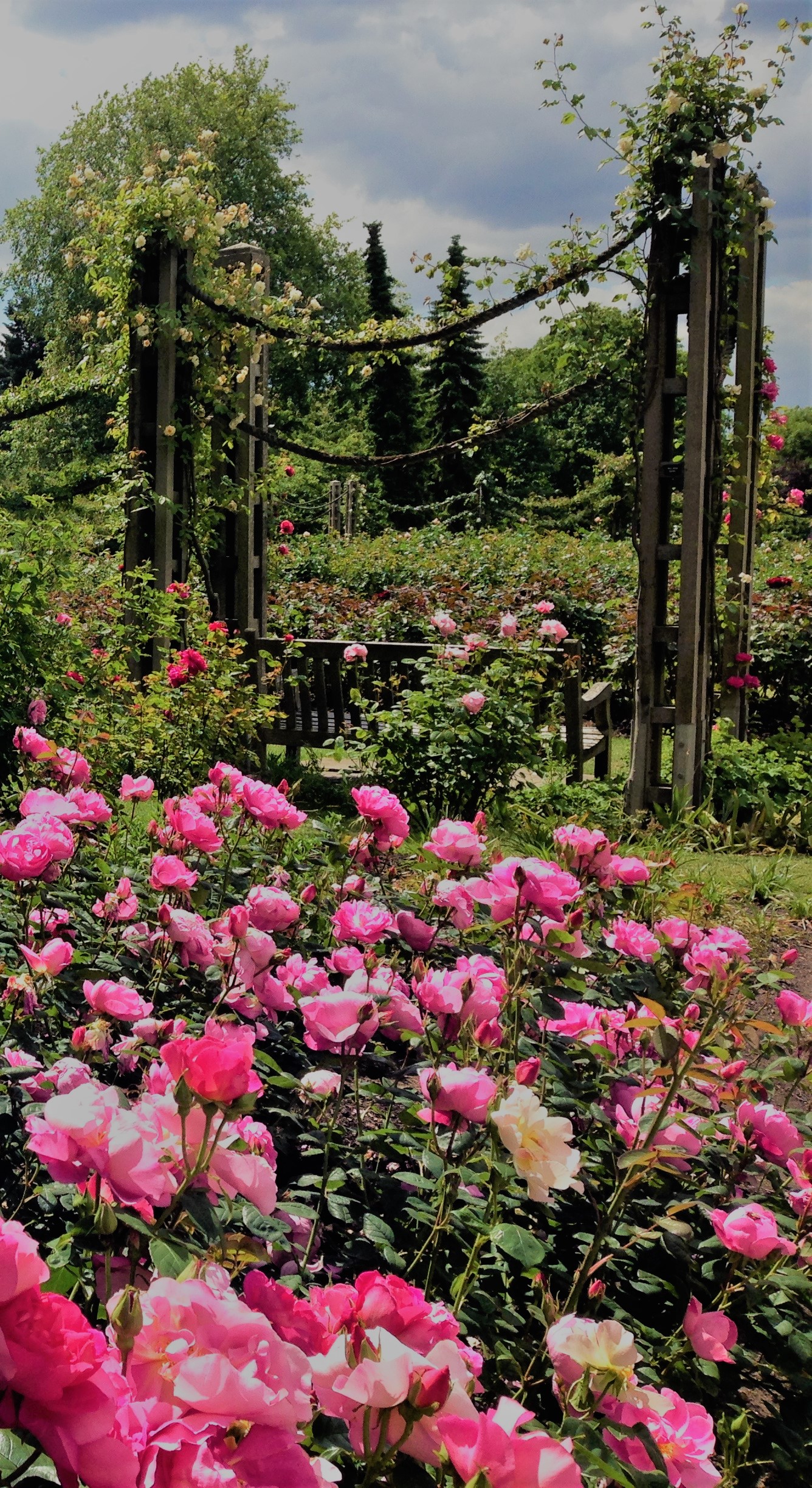Roses in St Mary's Garden, Regent's Park. Janna Schreier