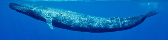 blue whale.jpg