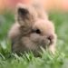 fluffy bunny
