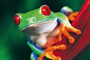 frog (2)